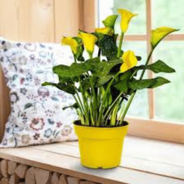 Yellow Lily (Lilium Spp.)