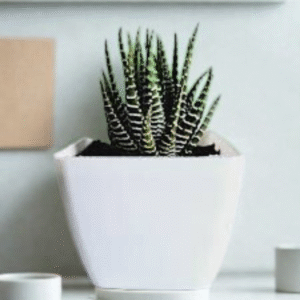 Zebra Cactus (Haworthia)