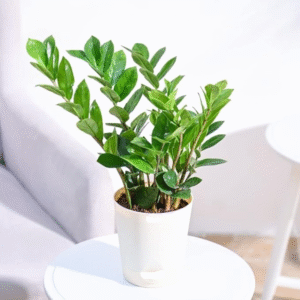 Zamia (Zamioculcas Zamiifolia)–ZZ Plant