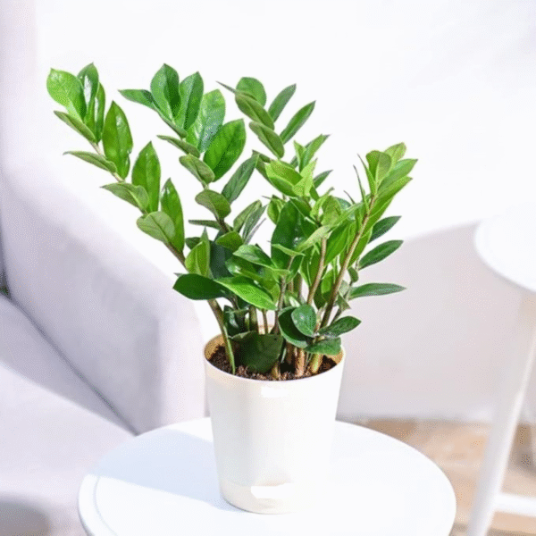 Zamia (Zamioculcas Zamiifolia)–ZZ Plant