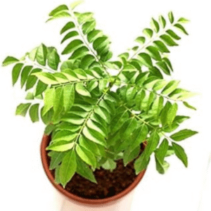 Currey Patta (Murraya koenigii)