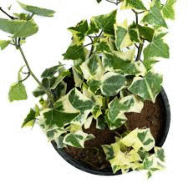 English Ivy (Hedera Helix) - Image 4