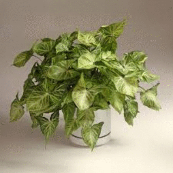 Arrowhead Plant (Syngonium)