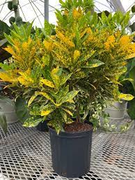 CrotonPetra-Gold Dust Small Leaf