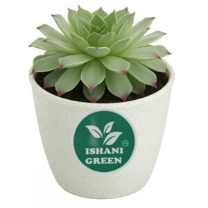 Succulents - Red Tip Laxmi Kamal