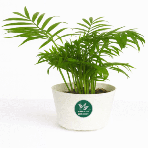 Areca Palm Plant - Chamaedorea Seifrizi (Small)