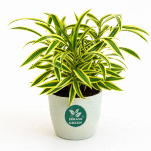 Song of India (Dracaena Reflexa)