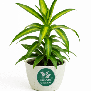 Song of Jamaica(Dracaena Reflexa)