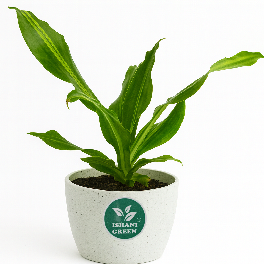 Cornstalk Plant (Dracaena Fragrans)