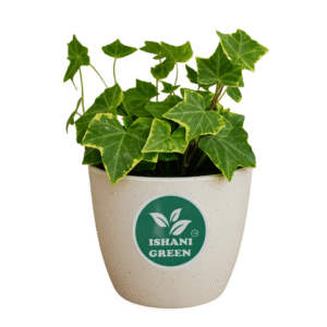 English Ivy (Hedera Helix)