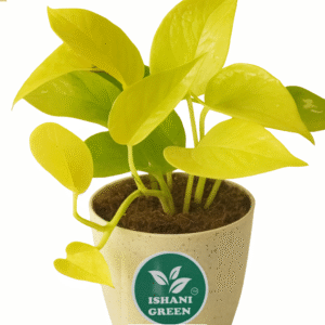 Money Plant (Golden)