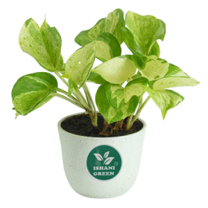 Manjula' Pothos Plant Money Plant
