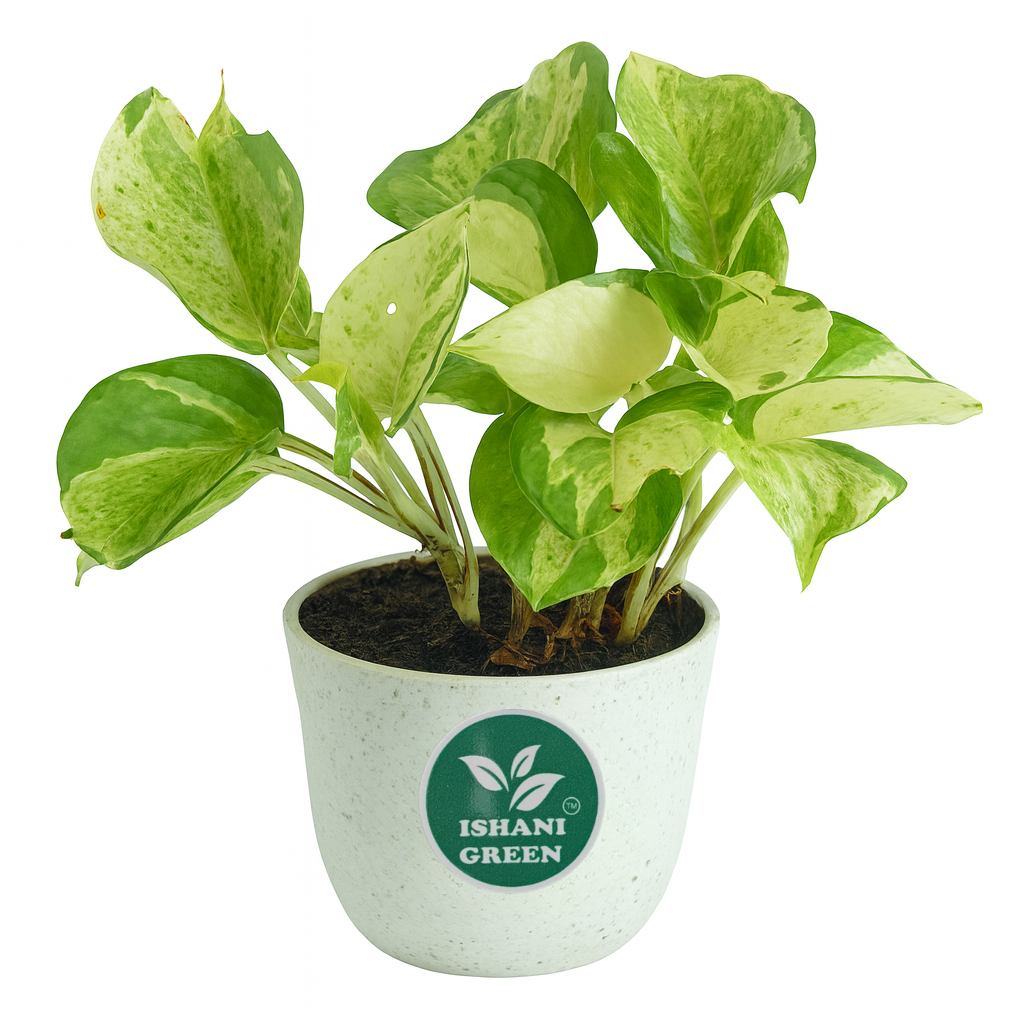 Manjula' Pothos Plant Money Plant