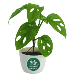 Monstera Adansonii - Philodendron Broken Heart