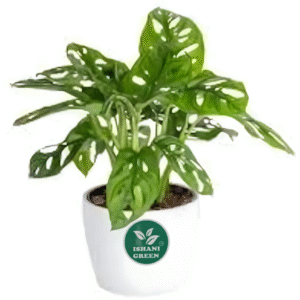 Monstera Deliciosa Plant