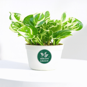 N'Joy Pothos (Epipremnum Aureum)