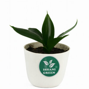 Sansevieria-Black Dragon