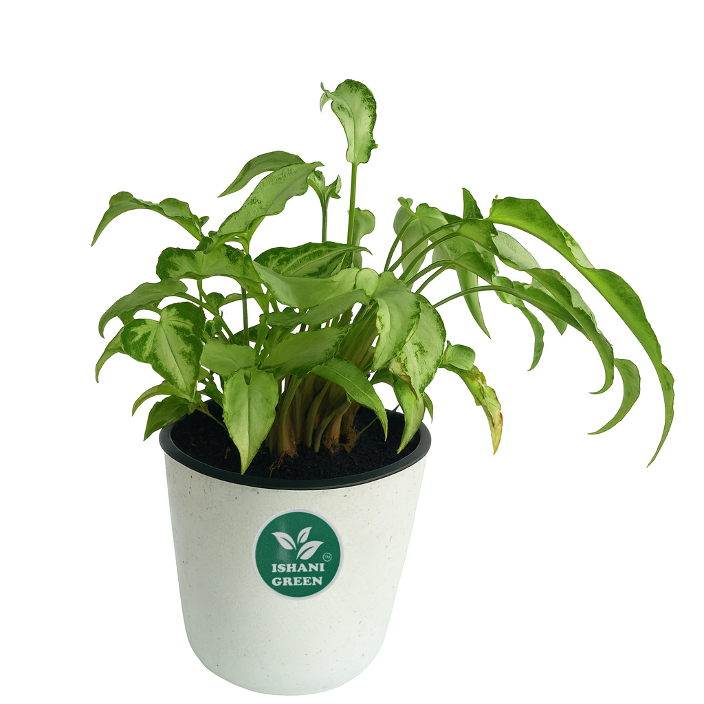 Arrowhead Plant (Syngonium)-Small