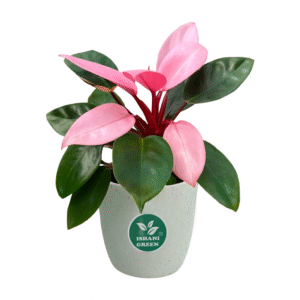 Philodendron (Philodendron Spp.)