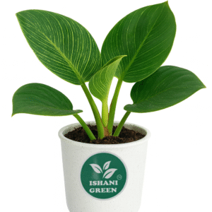 Philodendron Birkin Plant