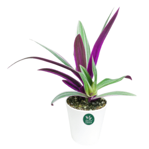 Rhoeo Plant, Rhoeo Discolor (Tricolor, Variegated)