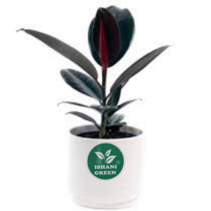 Rubber Plant (Ficus Elastica)