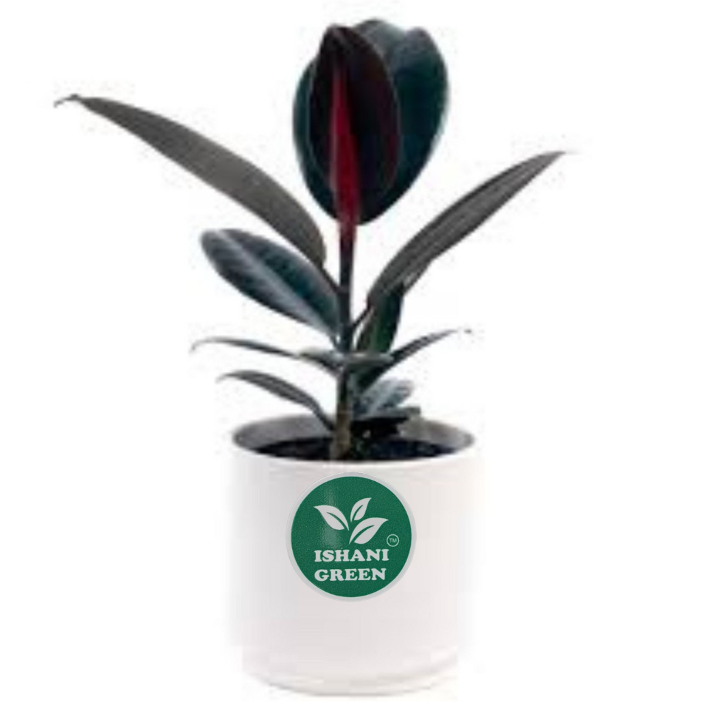 Rubber Plant (Ficus Elastica)