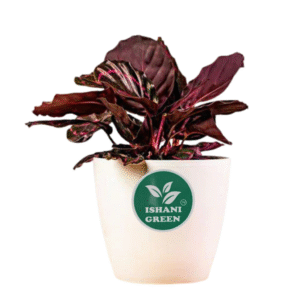 Root Calathea Dottie (Roseopicta Rosy – Rare)