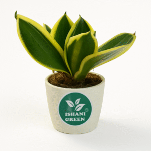 Golden, Nest , Snake Plant