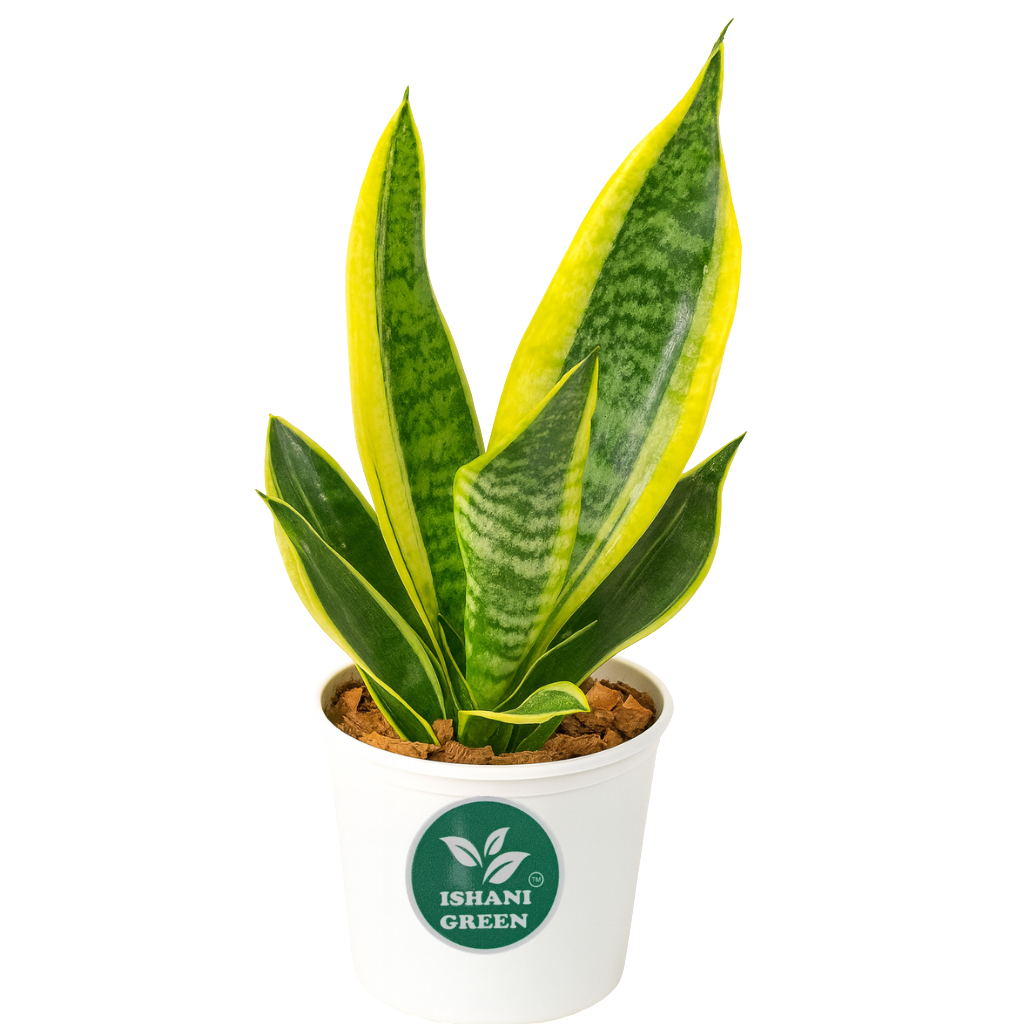 Hahnii Snake-Sansevieria Trifasciata