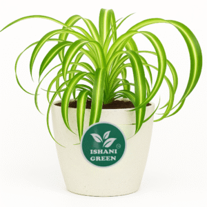 Spider Plant(Chlorophytum Comosum)