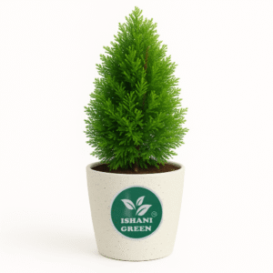 Thuja (Thuja Occidentalis)