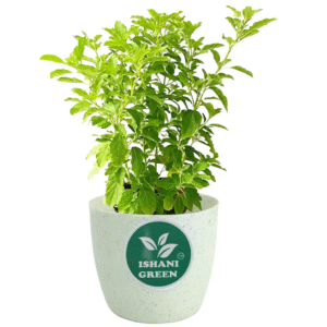 Tulshi(Both Shyam & Ram)