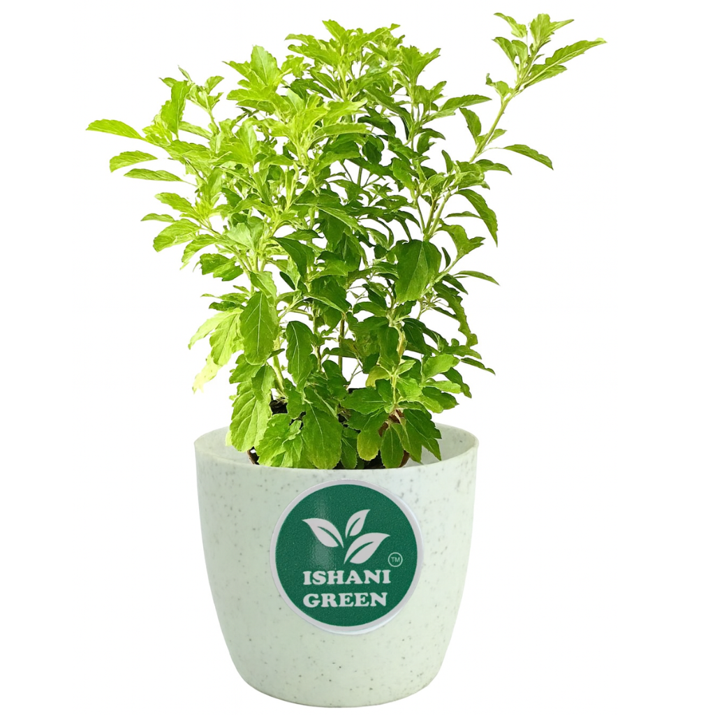 Tulshi(Both Shyam & Ram)