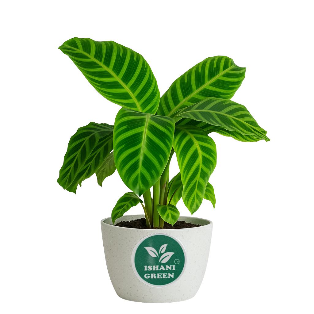 Zabrina (Calathea-Zebra Plant)