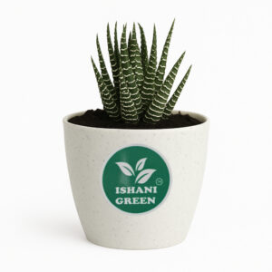 Zebra Cactus (Haworthia)