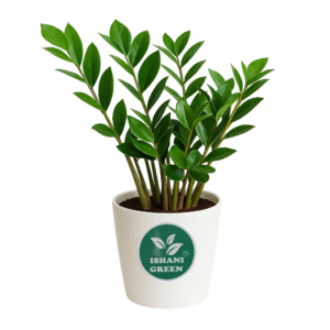 Zamia (Zamioculcas Zamiifolia)–ZZ Plant