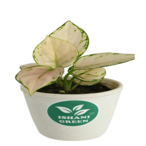 Aglaonema snow white variegated foliage displayed indoors in white planter for clean modern interior styling