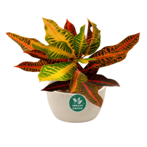 CrotonPetra (Codiaeum Variegatum-Petra)