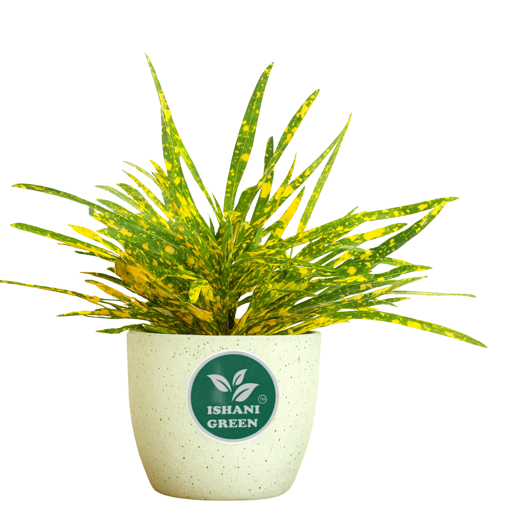 CrotonPetra-Gold Dust Thin Leaf