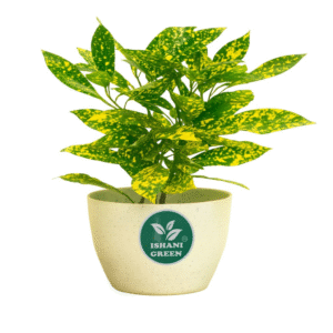 CrotonPetra-Gold Dust Small Leaf