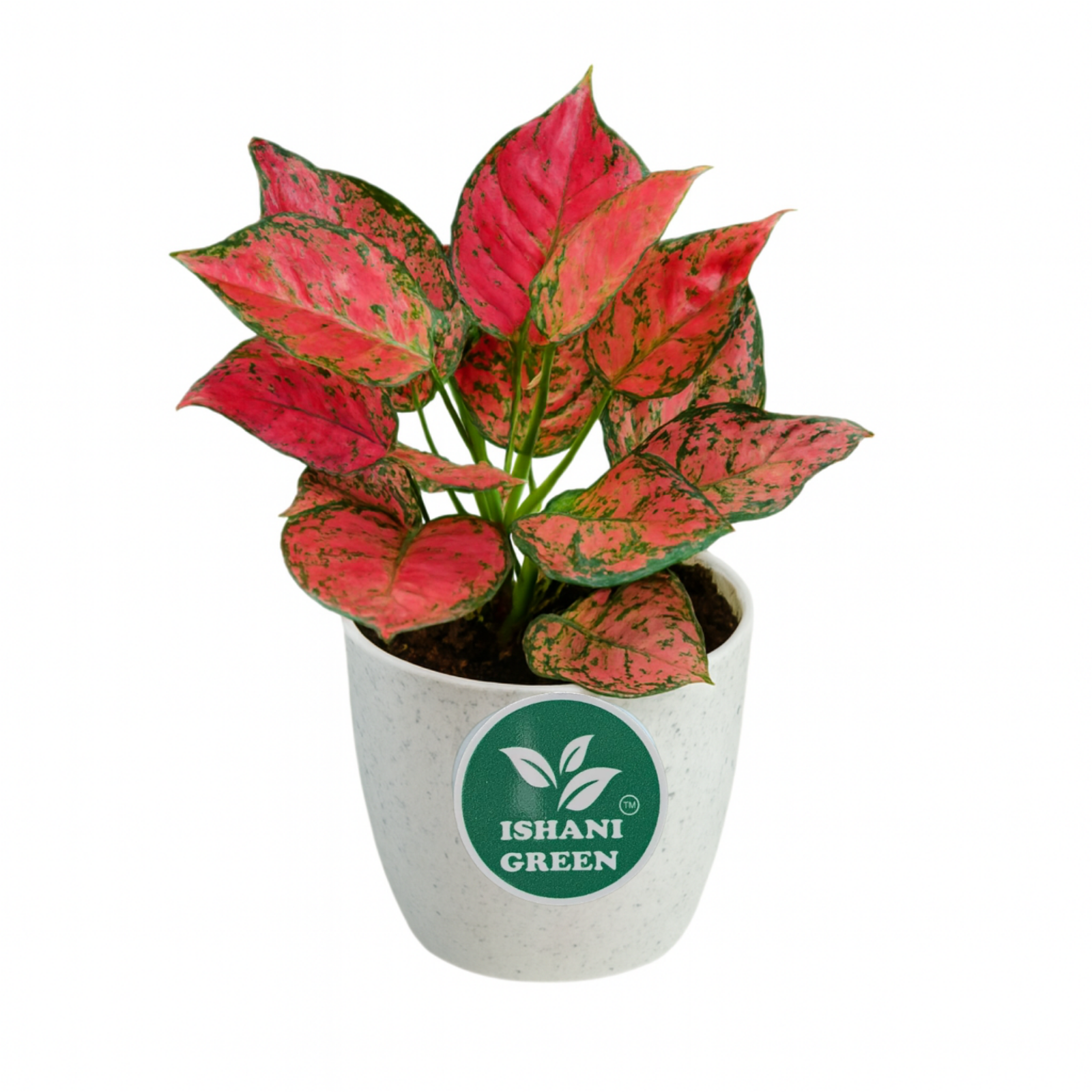 Aglaonema lipstick single stem featuring red edged foliage placed indoors in white pot for modern decor