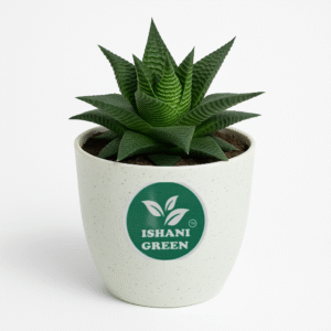 Haworthia Limifolia (Succulent Plant)