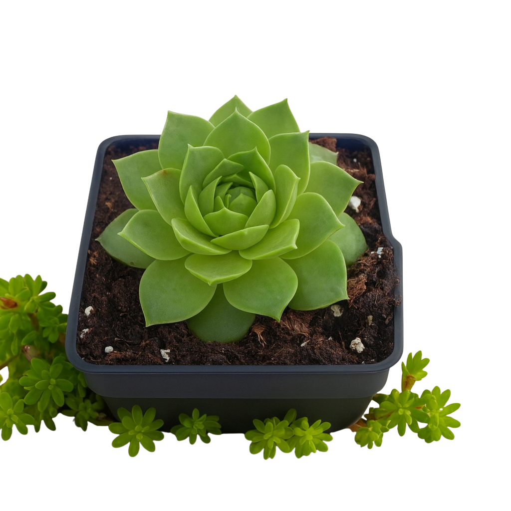 Lakshmi Kamal (Goddess Lakshmi)