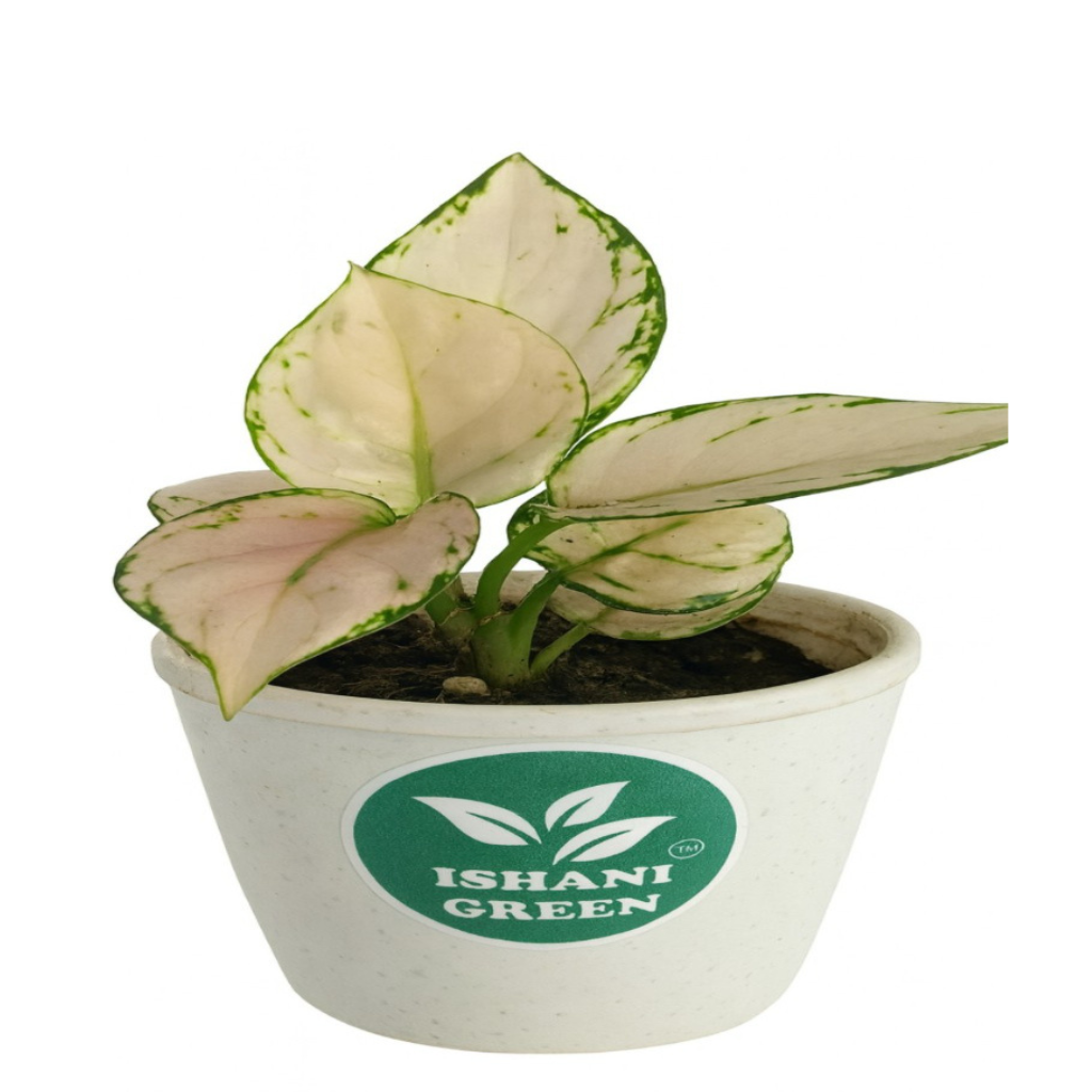 Aglaonema snow white variegated foliage displayed indoors in white planter for clean modern interior styling