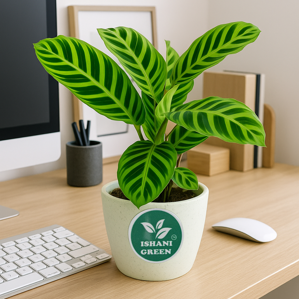 Zabrina (Calathea-Zebra Plant) - Image 2