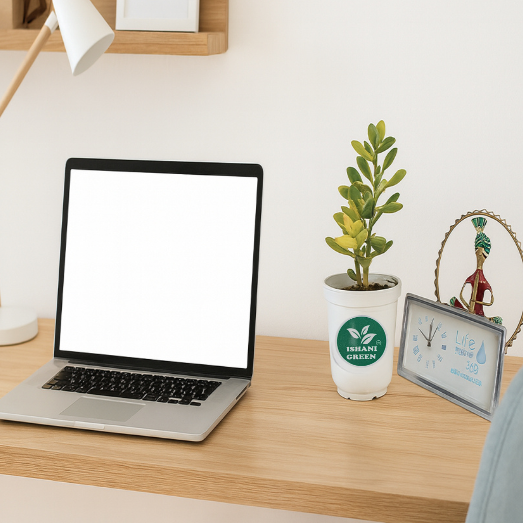 Jade Plant (Variegated/Lemon Lime Jade) - Image 2