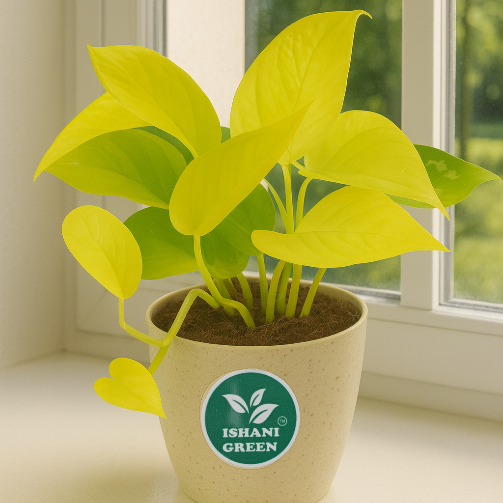 Money Plant (Golden) - Image 2
