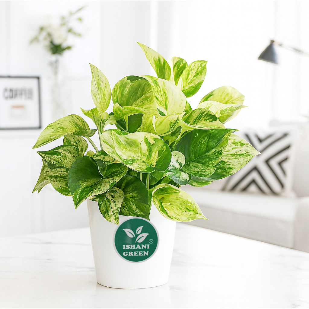 Manjula' Pothos Plant Money Plant - Image 2