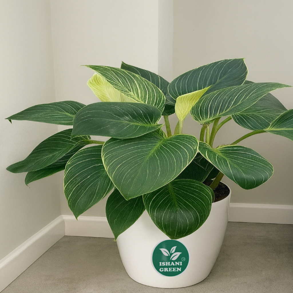 Philodendron Birkin Plant - Image 2